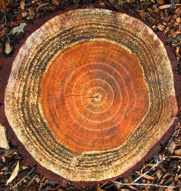 A closeup of a stump