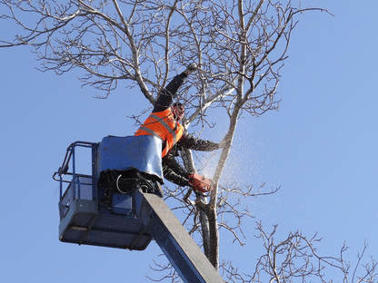 Emergency tree specialists cutting branches off a tree