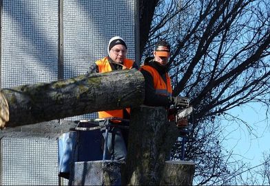 Two men cutting down tree