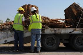 Two workers removing a stump