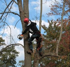A tree surgeon cutting down branches in a tree