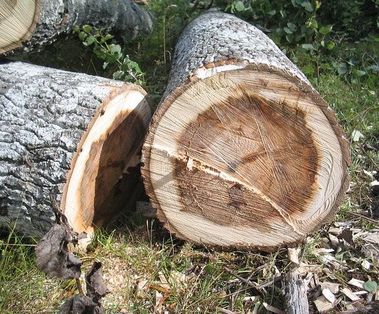 Two freshly cut logs