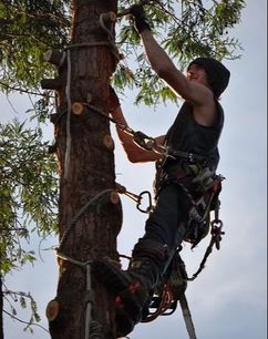 A tree worker climbing a tree and removing branches