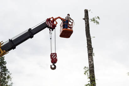 A man in a crane cutting a tree down from the top