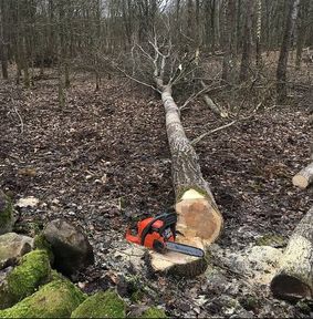 A chainsaw and a cut down tree