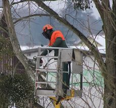 A man doing tree work in a crane