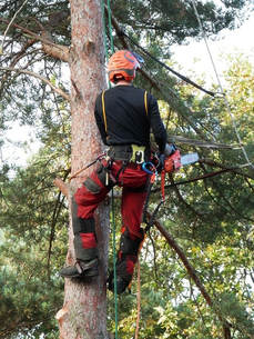 A man climbing a tree with ropes and cutting down branches