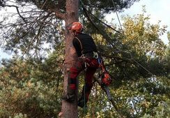 An arborist climbing a tree